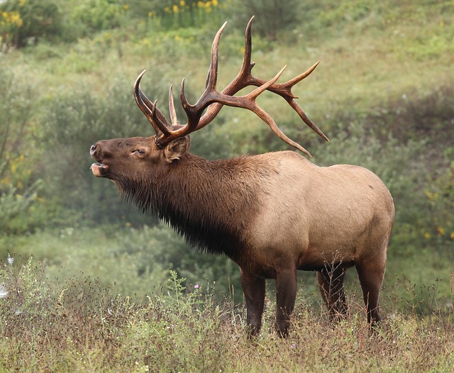 Elk