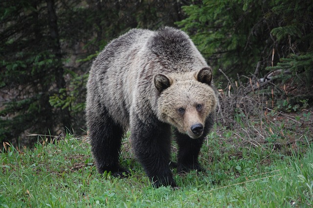 Brown/Grizzly Bear