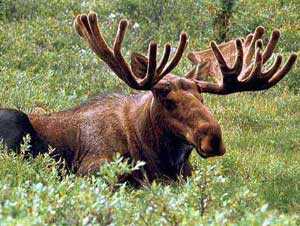 Moose