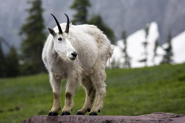 Mountain Goat