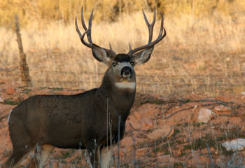 Mule Deer