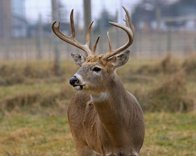 Whitetail Deer