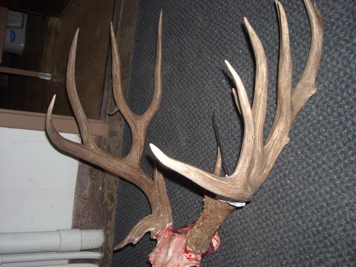 friends buck