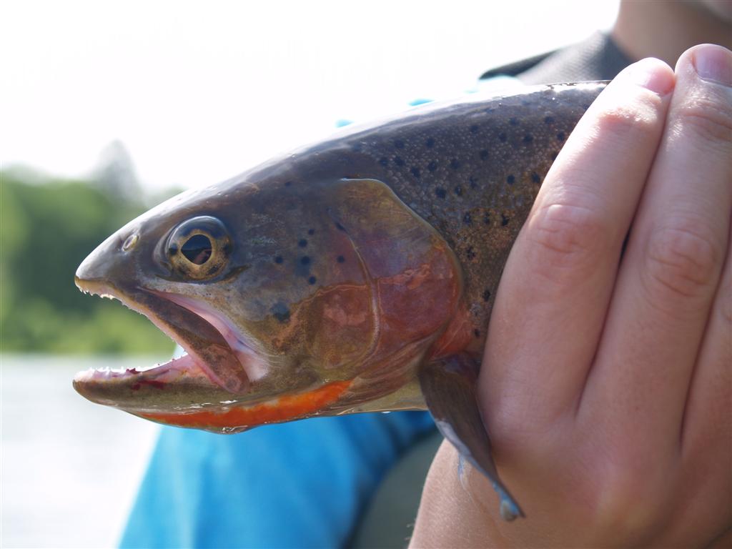 South Fork of the Snake