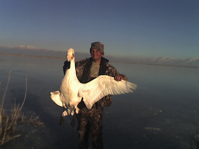 Swan hunt