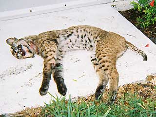 Man Survives Bobcat Attack by Choking Animal to Death