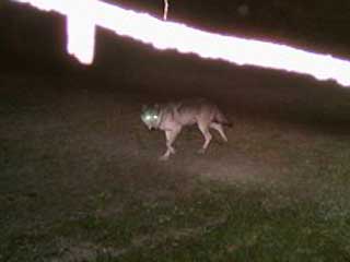 Washington State Prepares for Return of Wolves