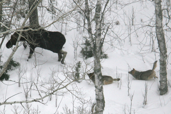 Wolves Vs. Young bull moose