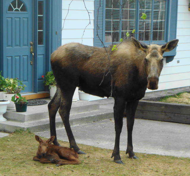 Cow moose and Calf