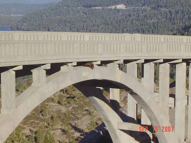 Bear clings for life on bridge