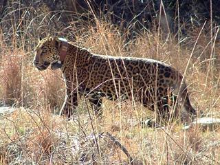 Wild Jaguar captured in Arizona