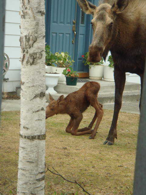 Cow moose and Calf