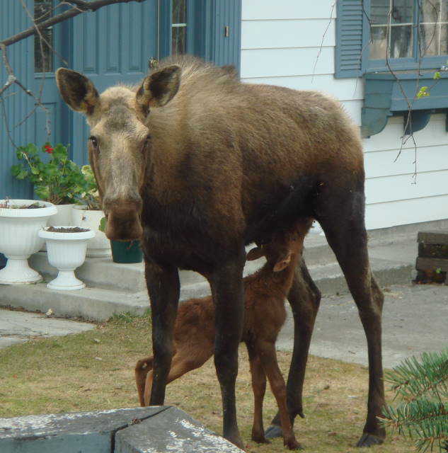 Cow moose and Calf