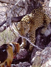 Jaguar in Southern Arizona