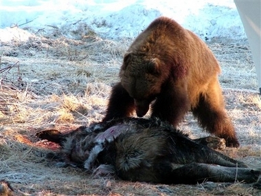 Bear kills moose in Alaska driveway