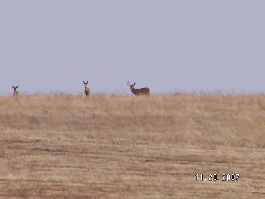 Some WA whitetail, muleys, and california bighorn