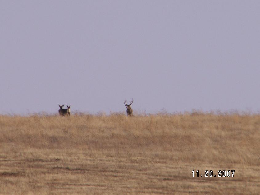 Some Washington Muleys (one NICE one)