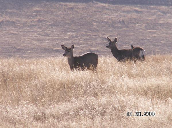 Muley pics from this morning