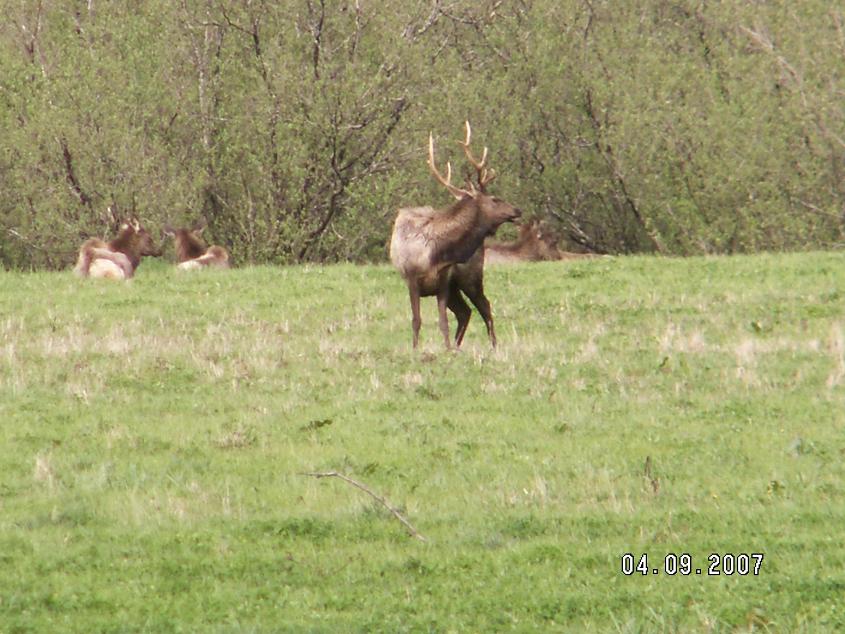 Washington Roosevelt Elk