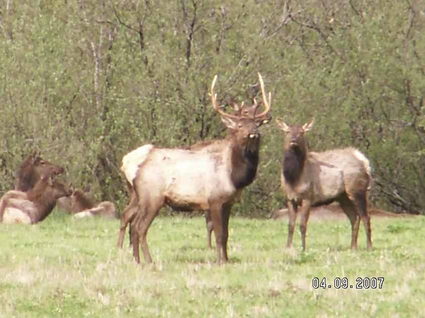 Washington Roosevelt Elk