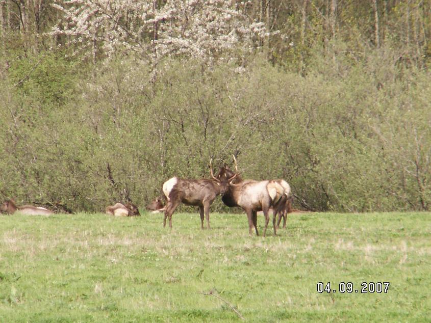 Washington Roosevelt Elk