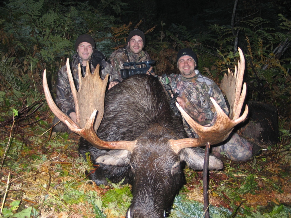 Monster Washington Bull Moose