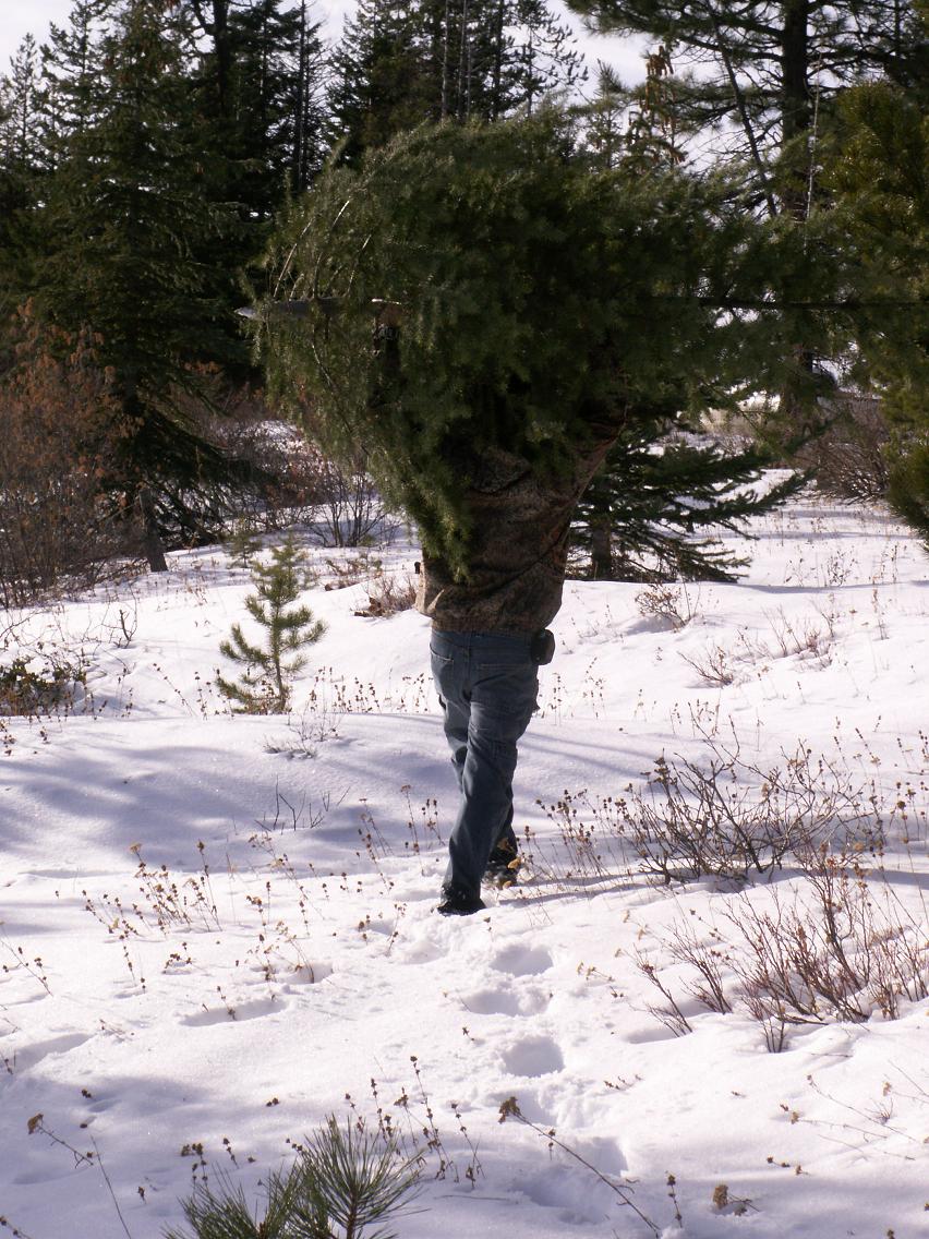 Christmas Tree Cutting 2009. How many of you do it yourself?