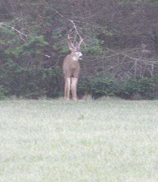 A couple blacktail bucks