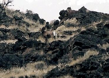 Pics of WA bighorns