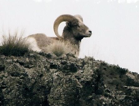 Pics of WA bighorns