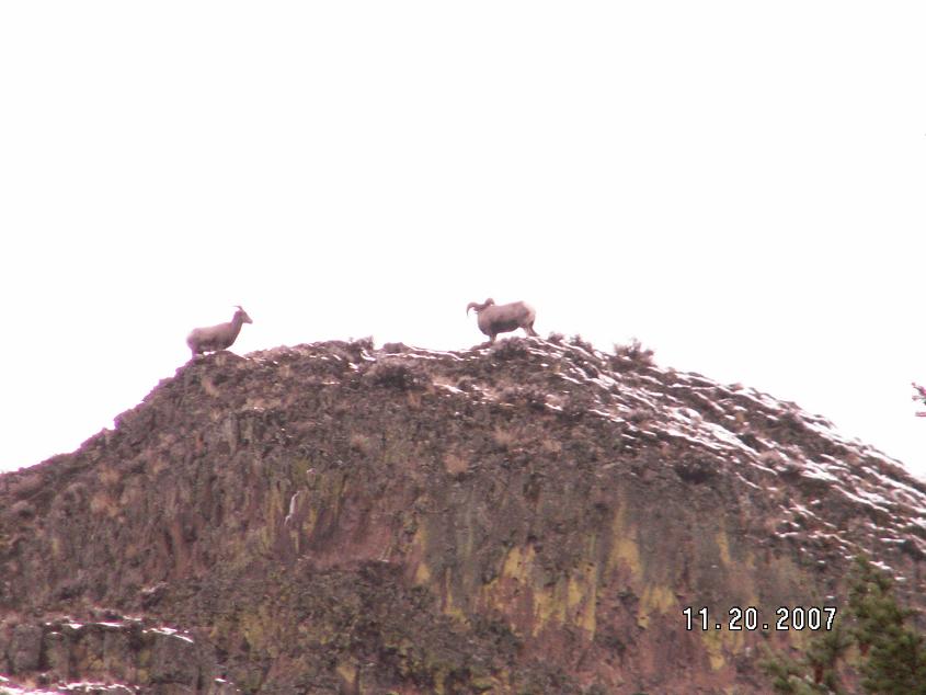 WA california bighorn