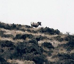 Pics of WA bighorns