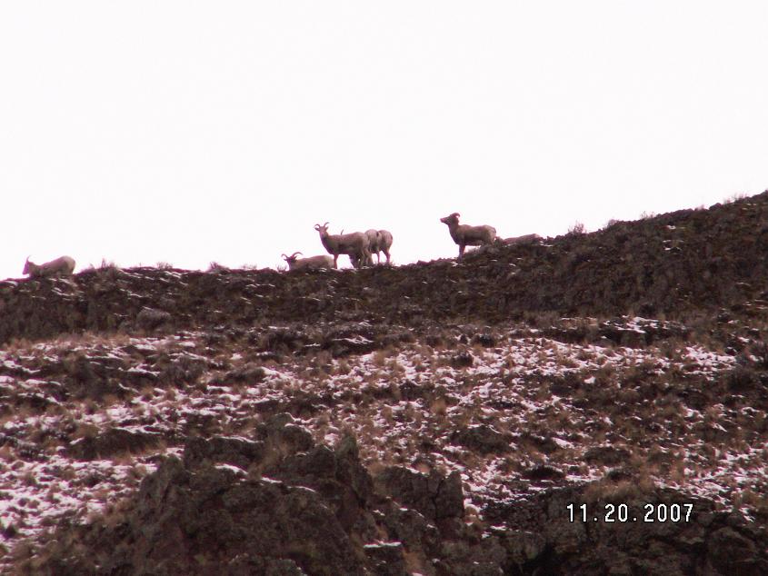 WA california bighorn