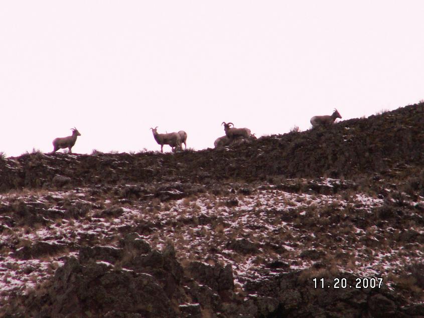 WA california bighorn