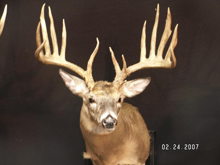 WA #1 Whitetail Typical