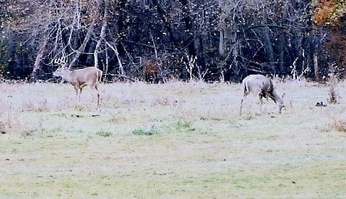 A nice WA whitetail that made it through the hunting season.