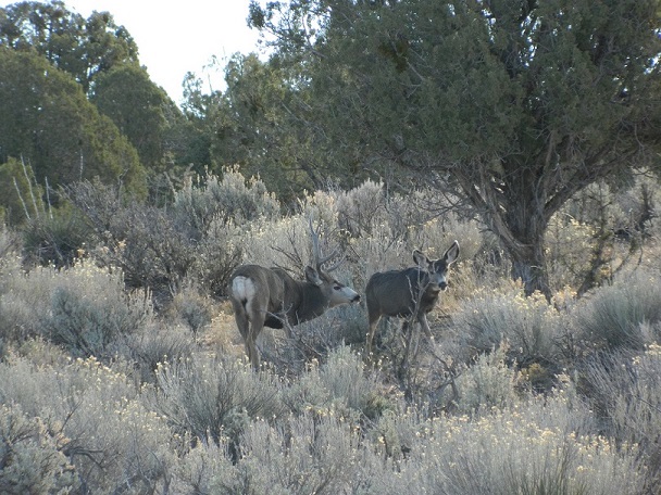 More Rutting Bucks.