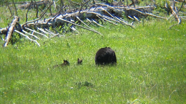 The Bear Family