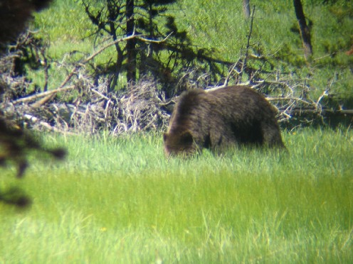 Re: Yellowstone