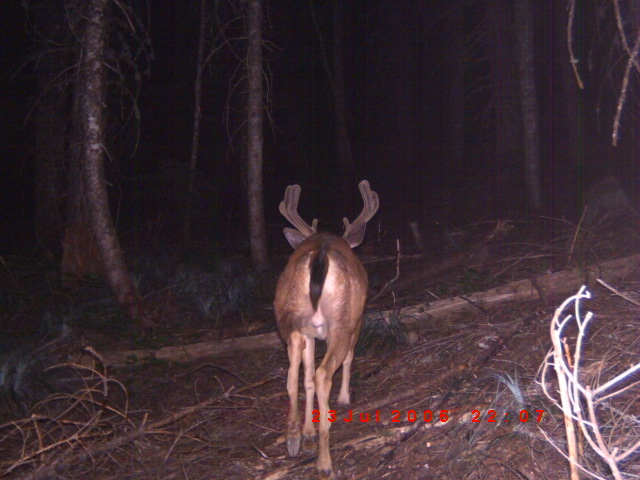 trail camera pics