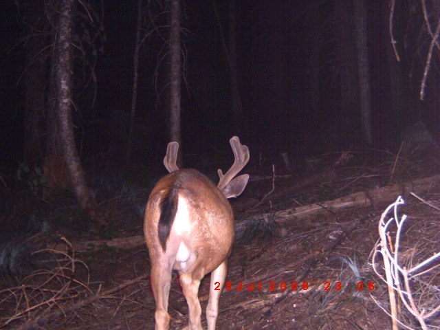 trail camera pics