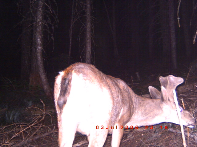 trail camera pics