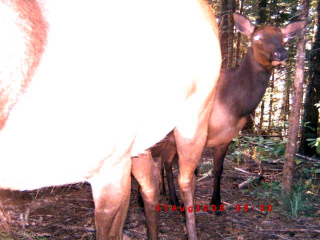 More Trail cam pics from oregon