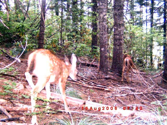 More Trail cam pics from oregon