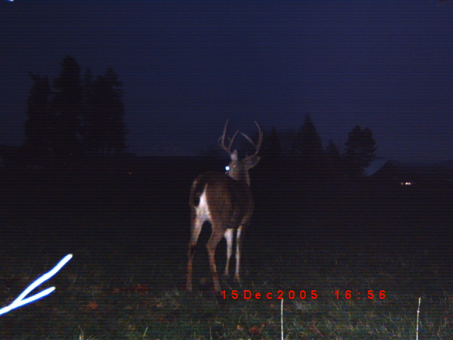 Oregon BLACKTAIL