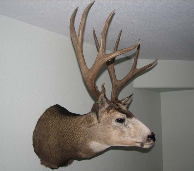 06 CO Deer Mount