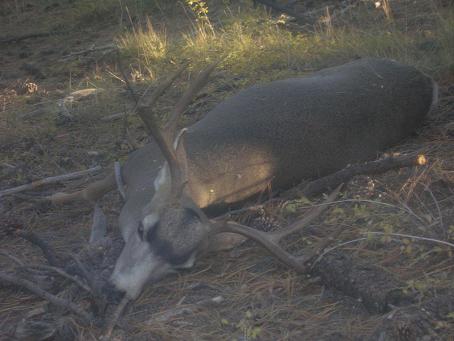 First muzzle loader deer