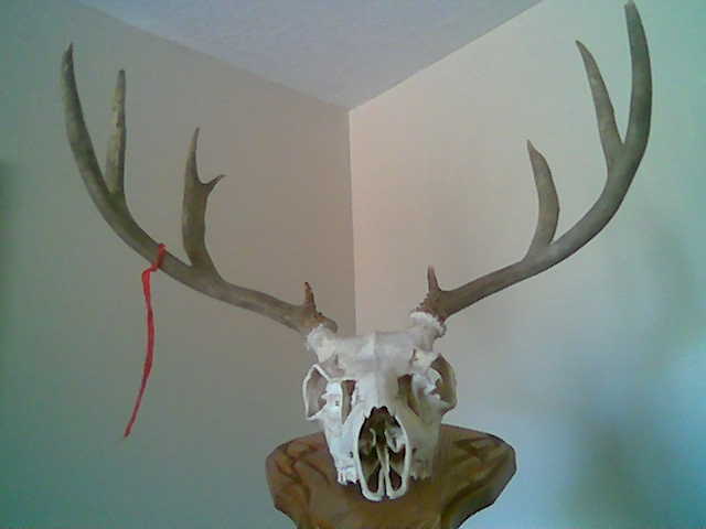 Last years deer