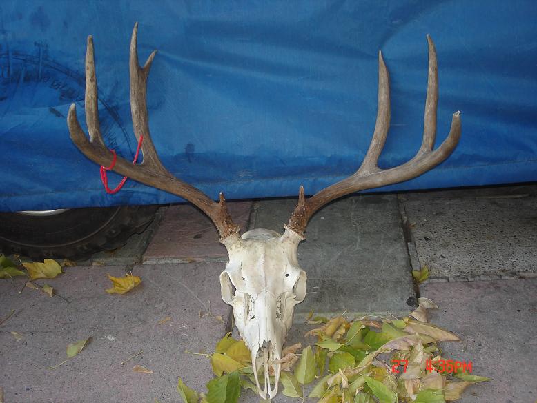 heres the euro mount