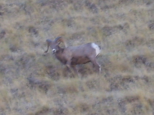 oregon sheep